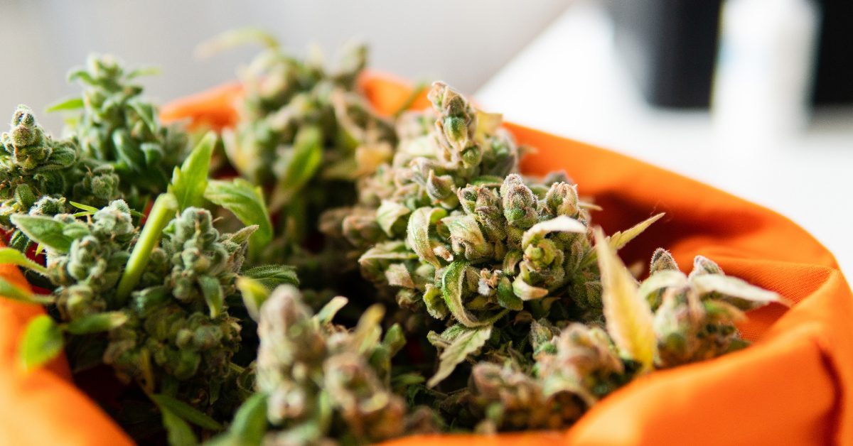 How long does marijuana stay in your system evoke waltham